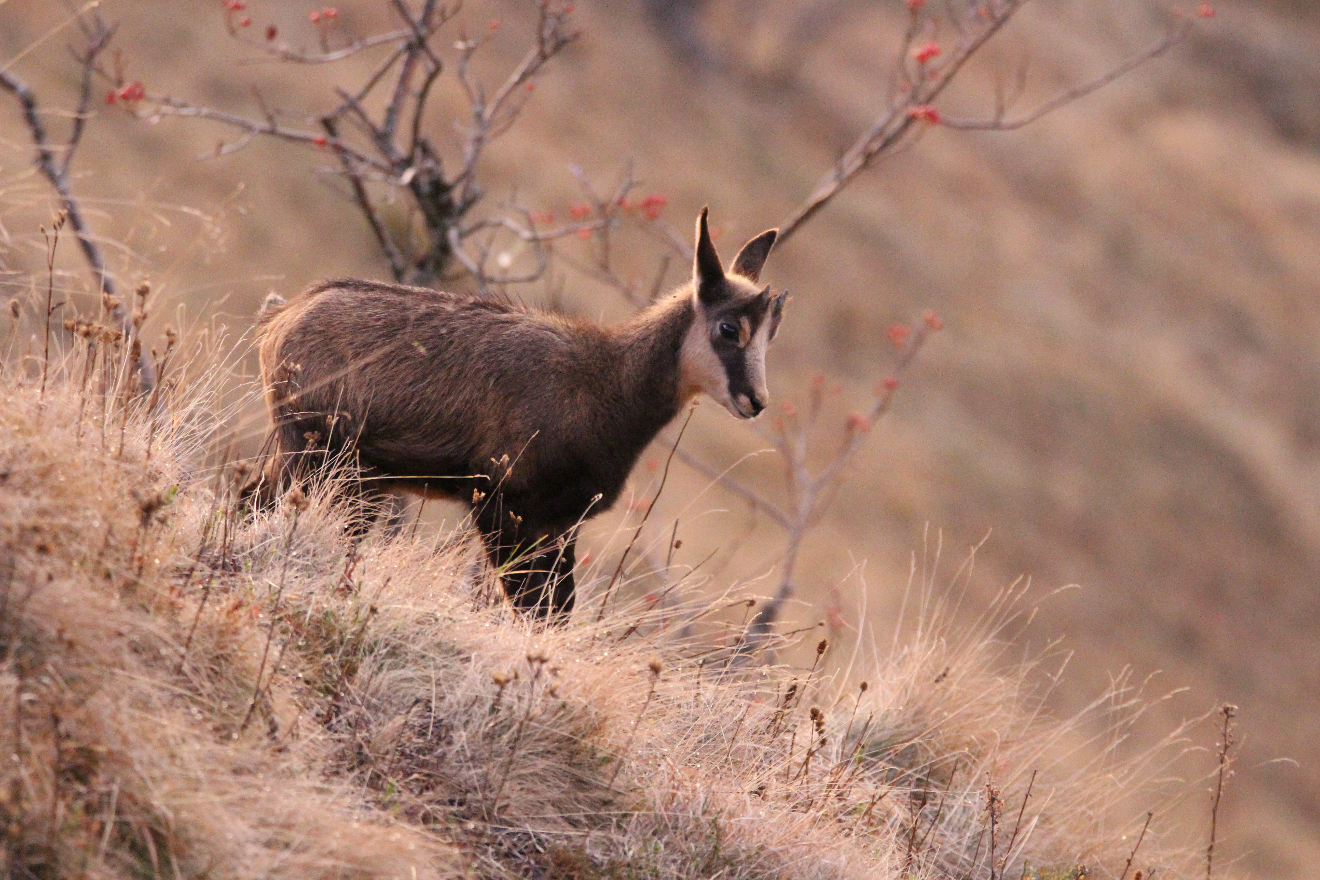 Les chamois, animaux du massif à observer